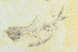 Pair of Fossil Fish (Knightia) - Green River Formation #126564-2